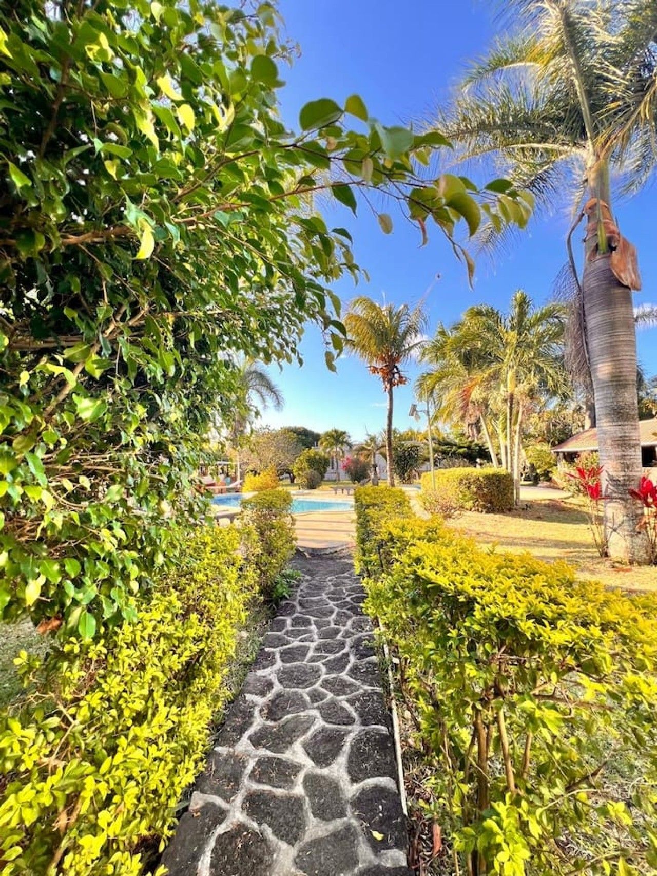 Un sentiero conduce a una zona piscina immersa nel verde e tra palme.