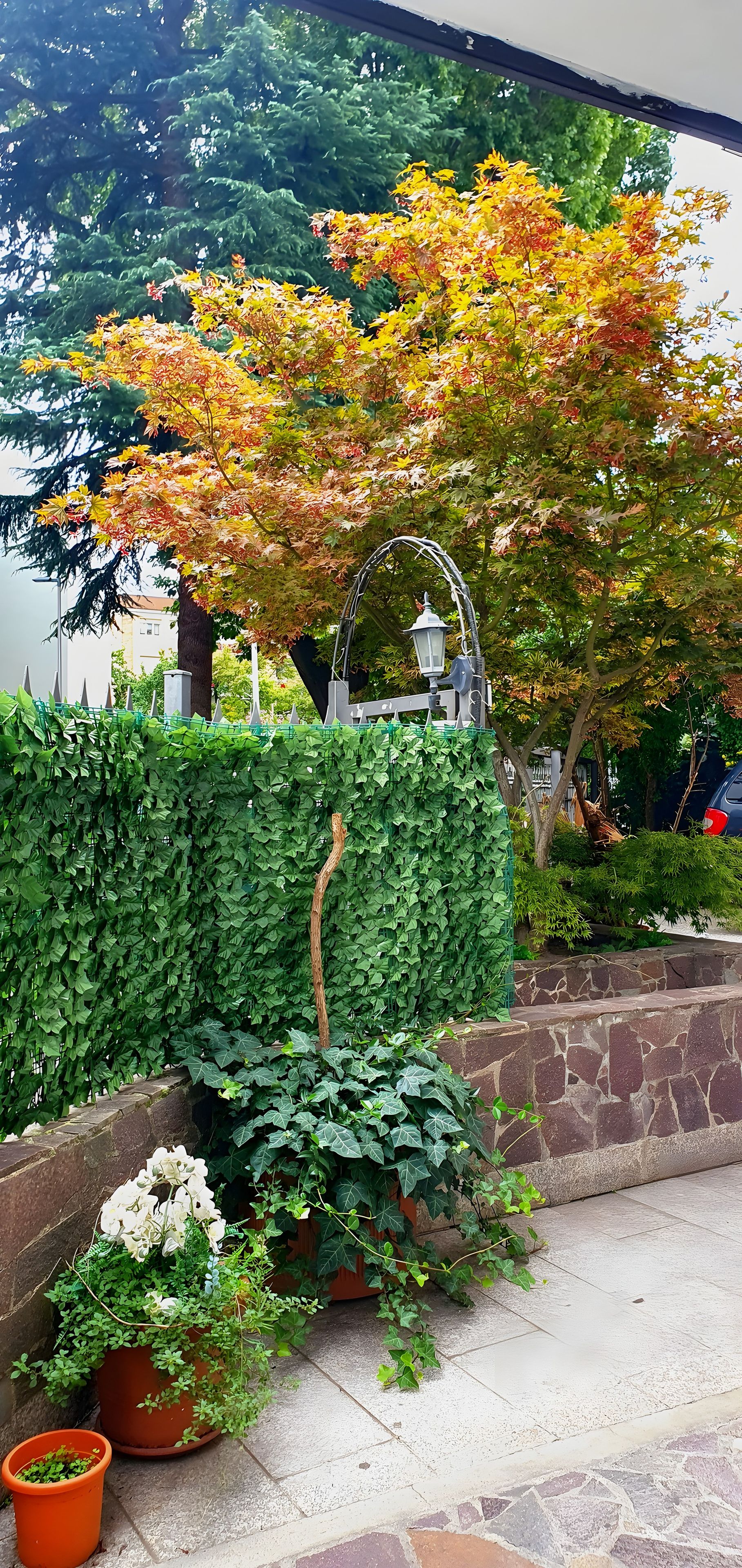 A garden with a variety of plants, including a tree with yellow leaves, a green hedge, and several potted plants.