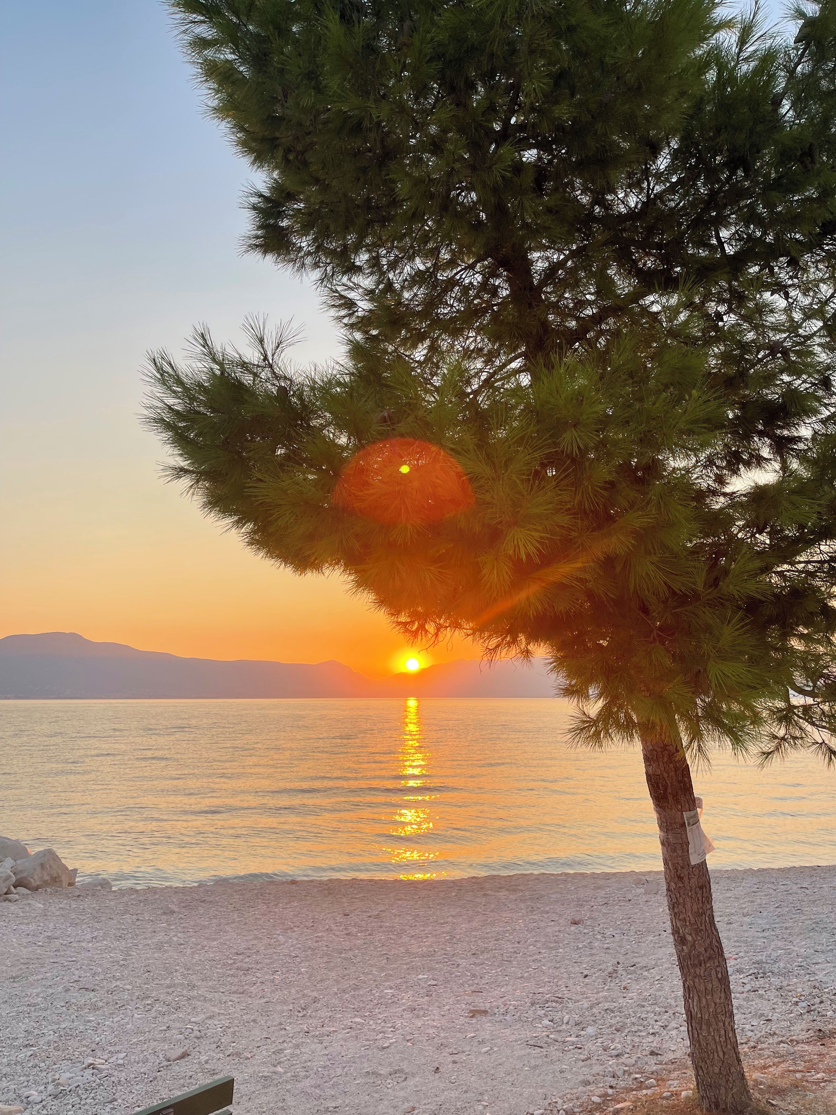 A beach scene with a tree in the foreground and a sunset over the water.