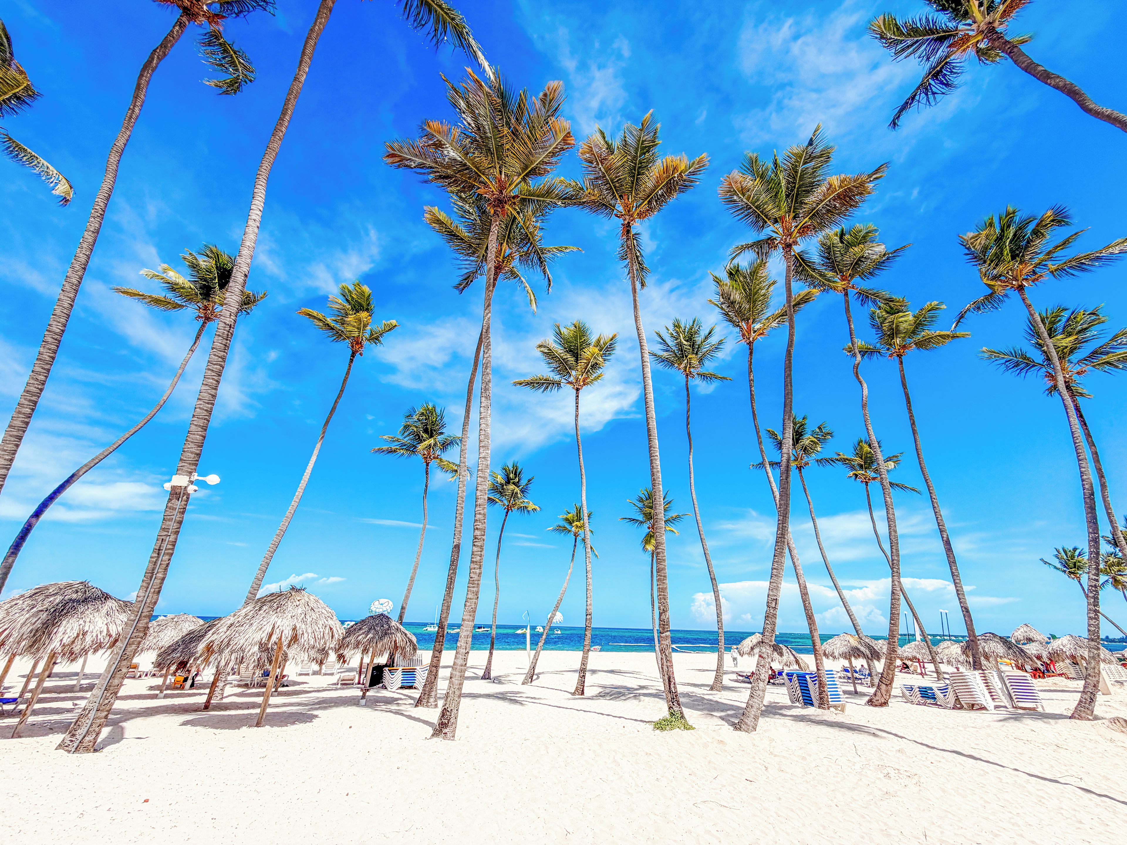 Una playa con altas palmeras y sombrillas de paja.