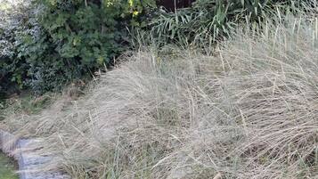 Un espace jardinier caractérisé par un feuillage dense et des herbes hautes.