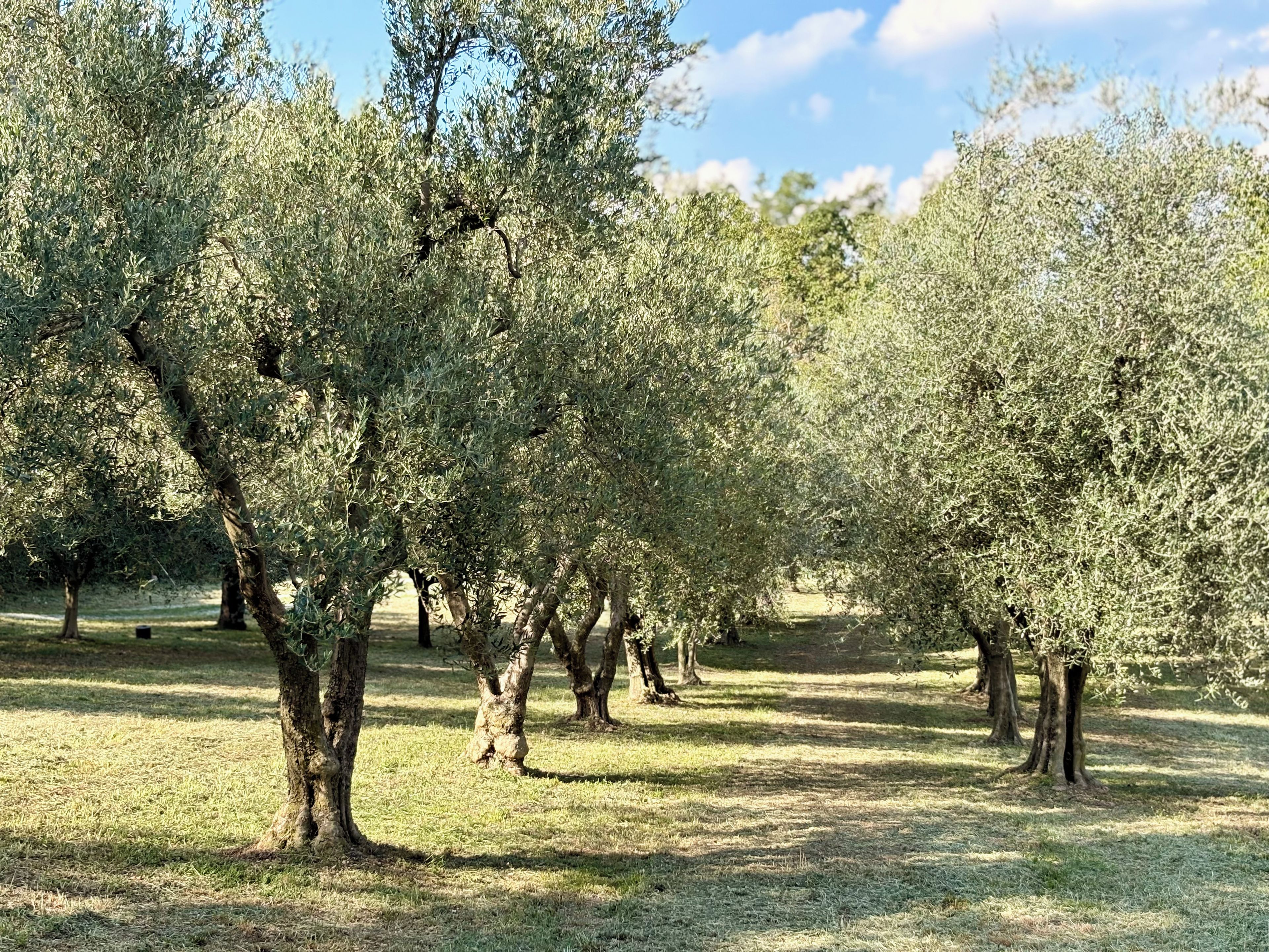 An olive grove with trees and a clear sky.