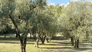 An olive grove with trees and a clear sky.