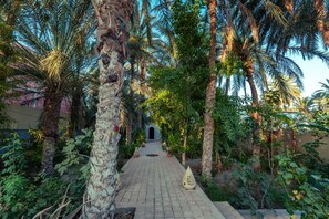 A pathway lined with palm trees leading to a building entrance.