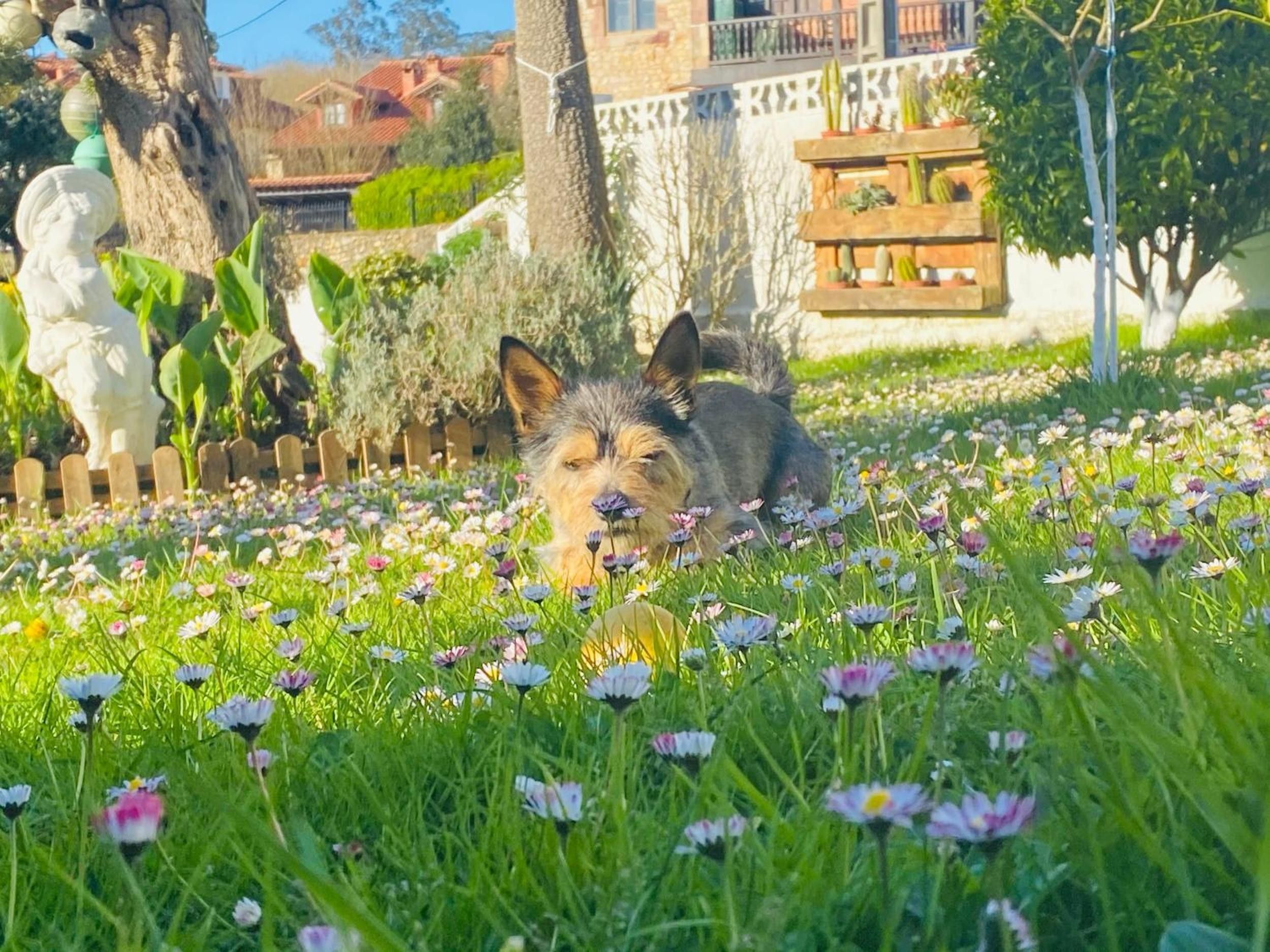 Un perro acostado sobre hierba rodeado de flores.