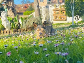 En hund ligger på græs omgivet af blomster.