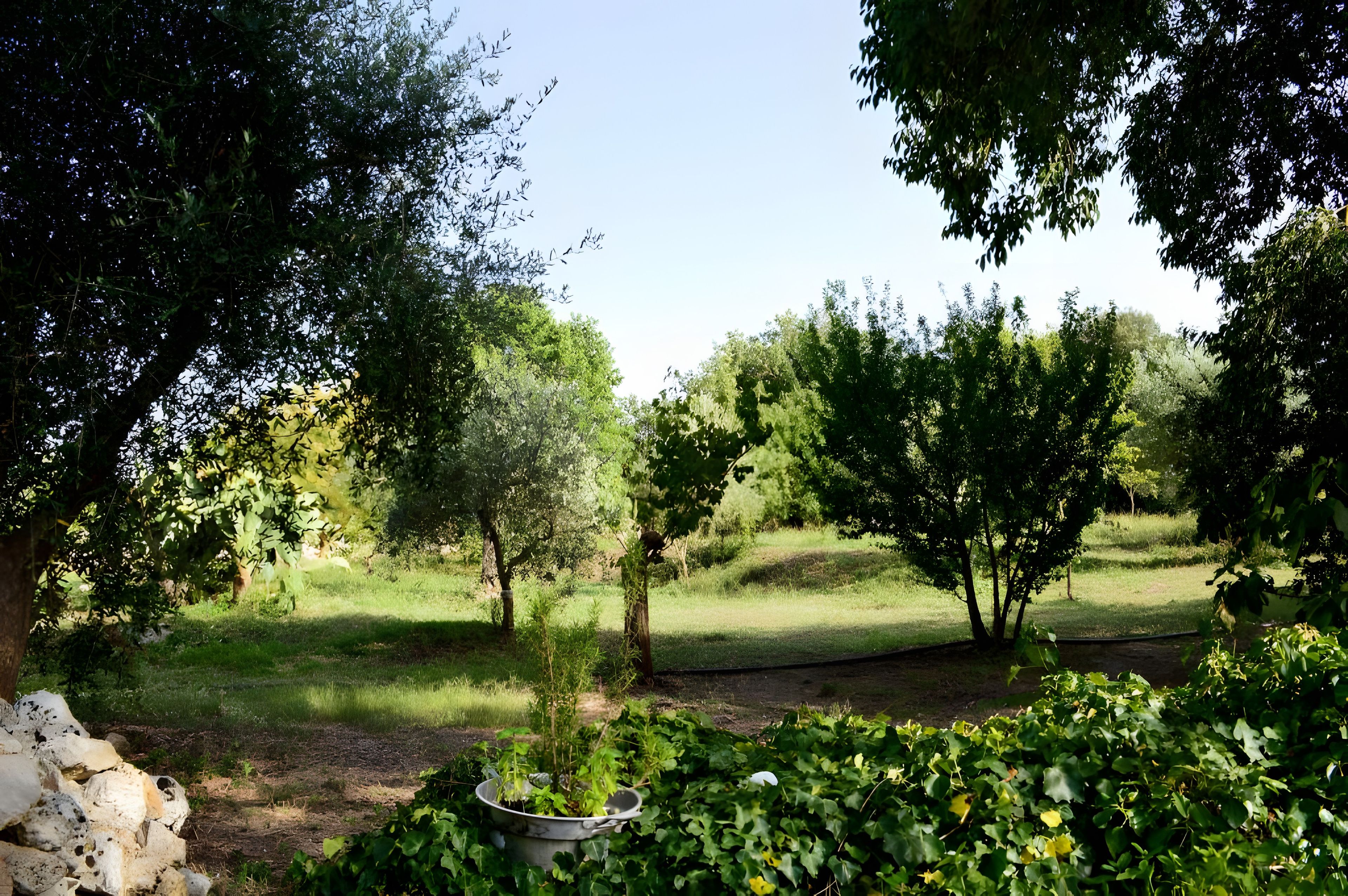 A garden with a variety of trees and a stone wall.