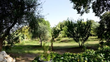 A garden with a variety of trees and a stone wall.