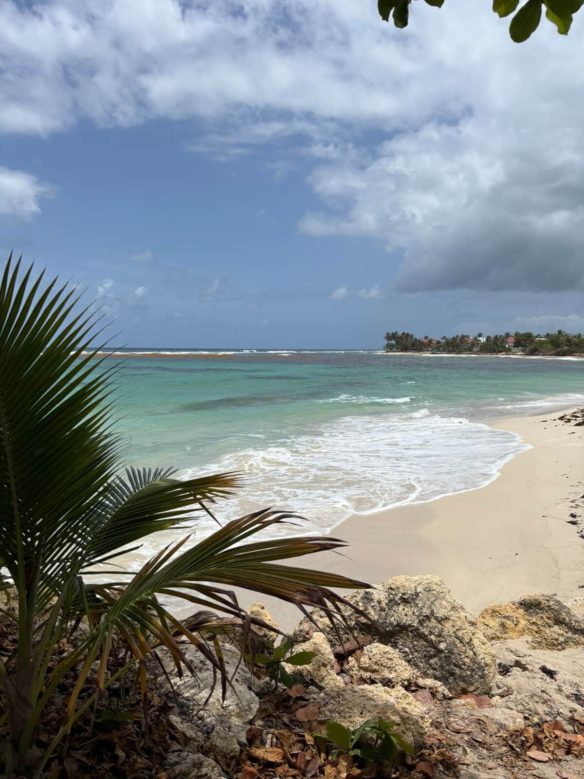A beach with clear turquoise water, a sandy shore, and a palm tree in the foreground.