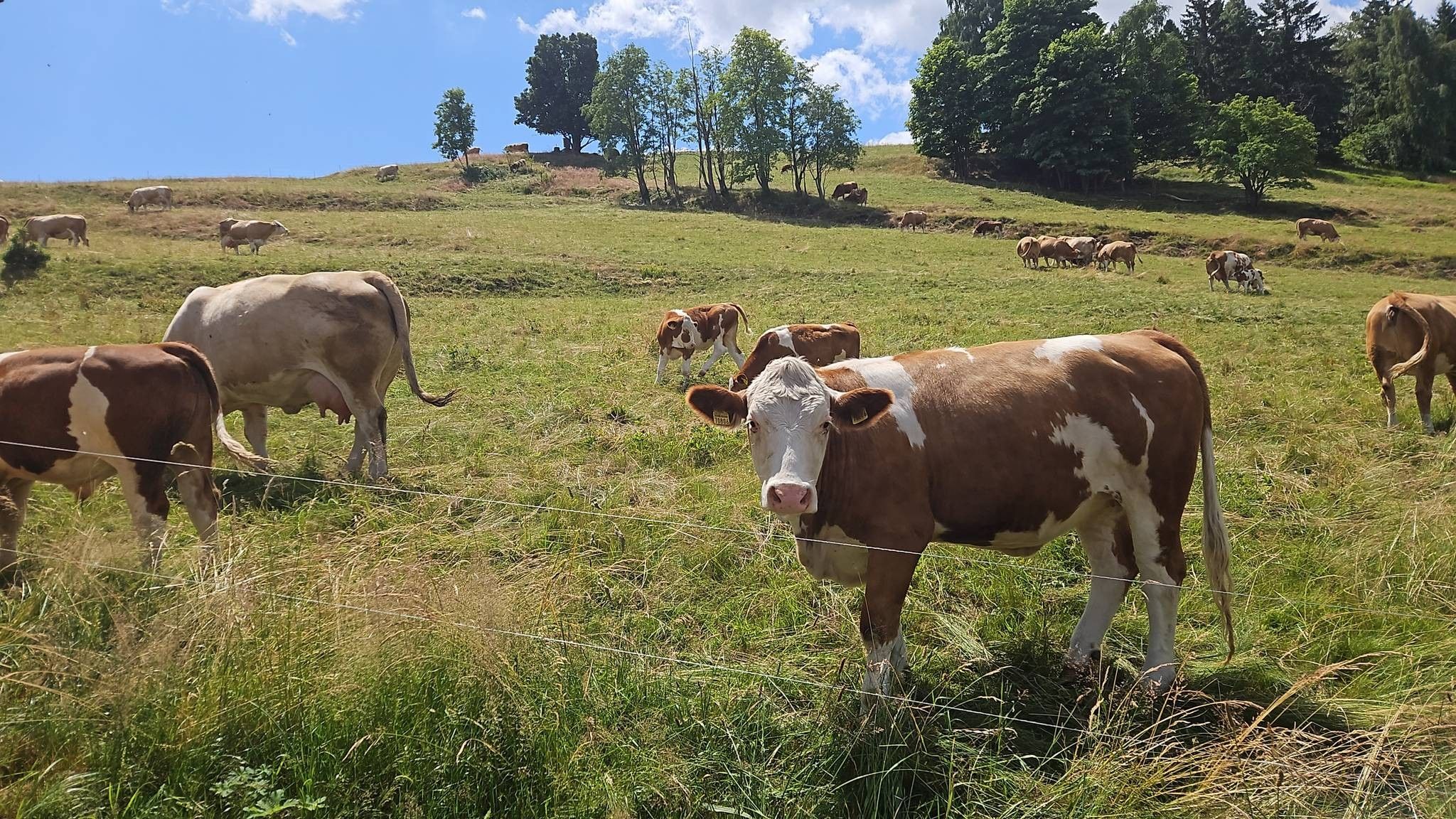 A grassy field with cows grazing, surrounded by trees and a clear sky.