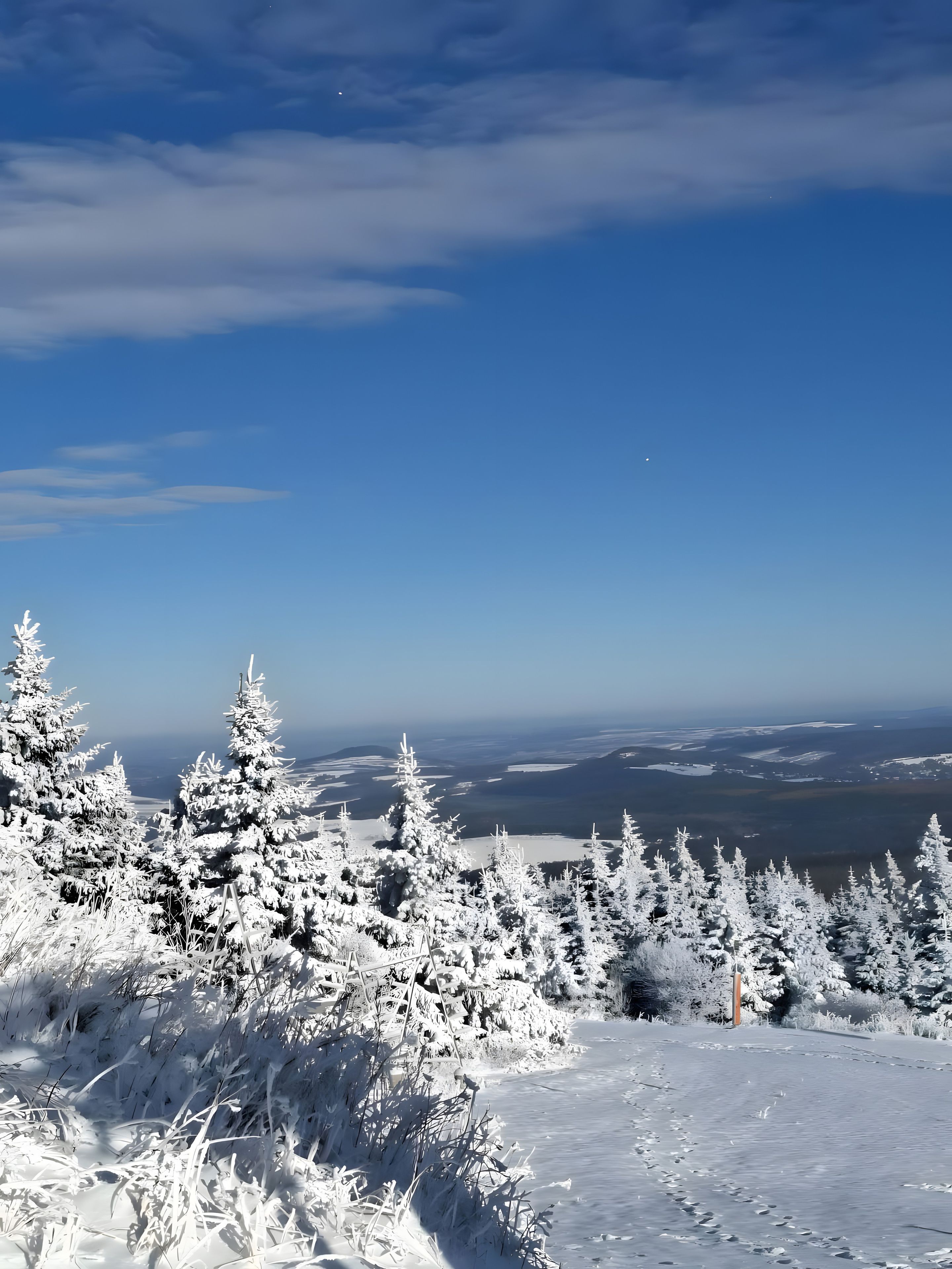 A snowy landscape with evergreen trees and a clear sky.