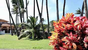 A grassy area with palm trees and a building with a balcony.