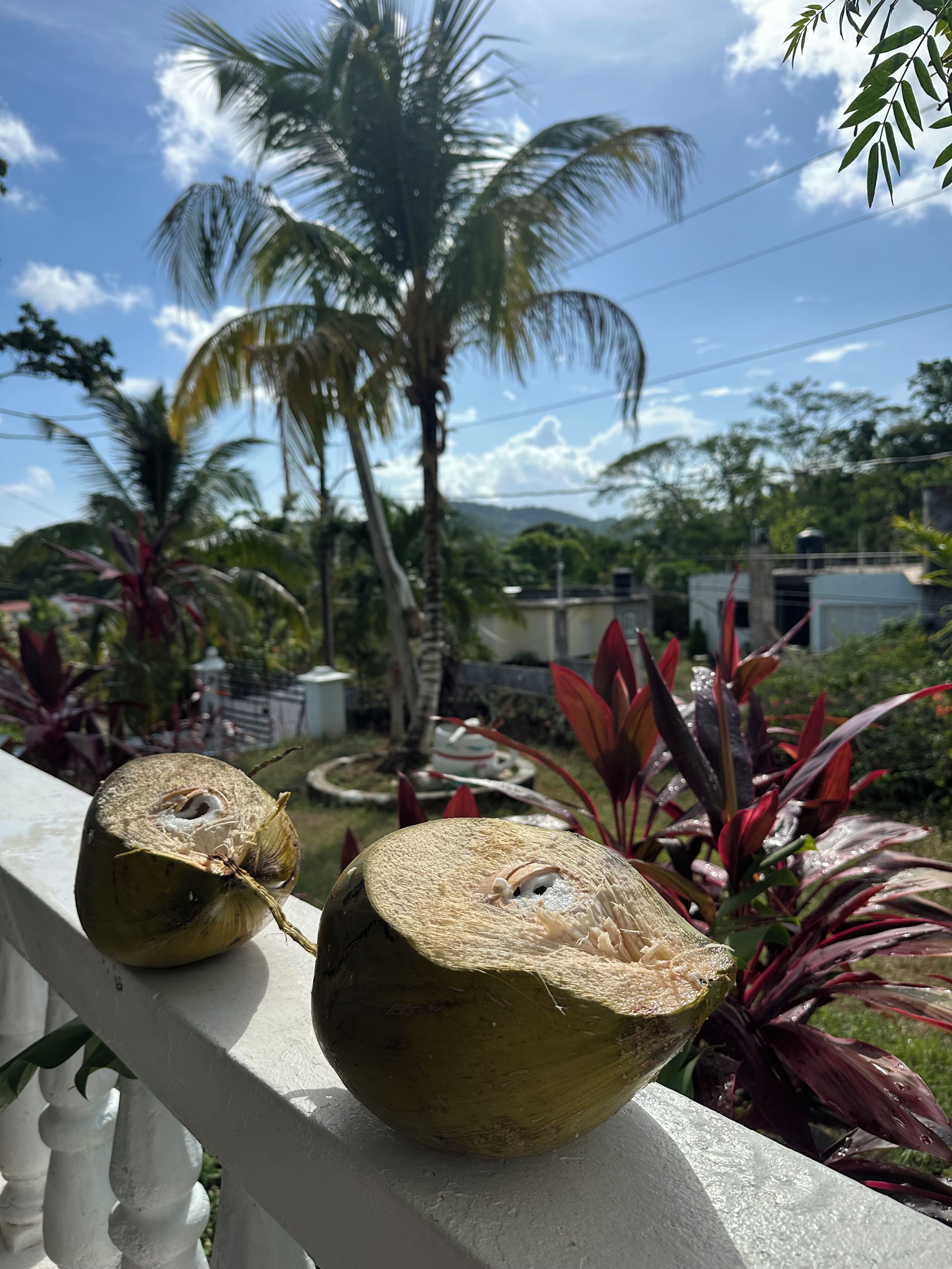 Two coconuts on a balcony railing with a view of a palm tree and a building in the background.