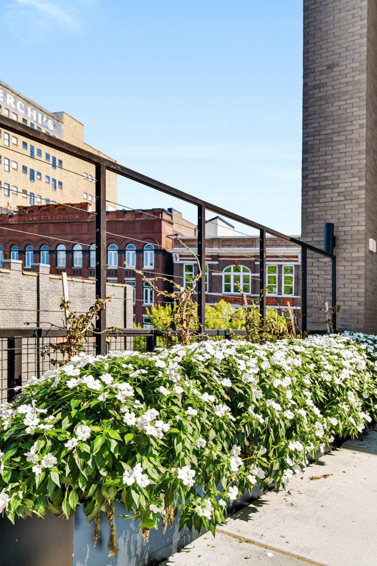 A rooftop garden with white flowers and a view of buildings in the background.