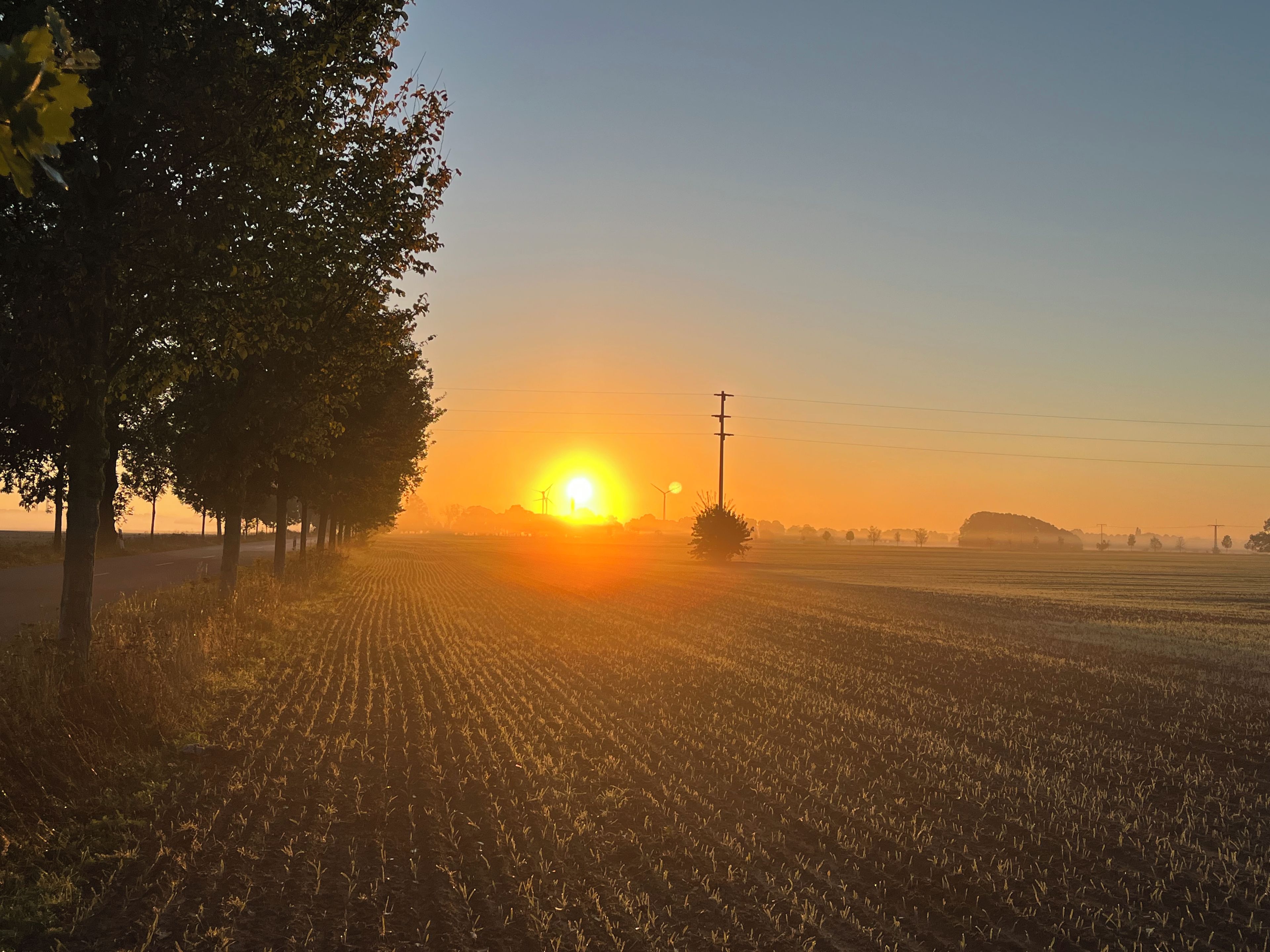 A field with rows of crops, a road with trees on one side, and a clear sky.