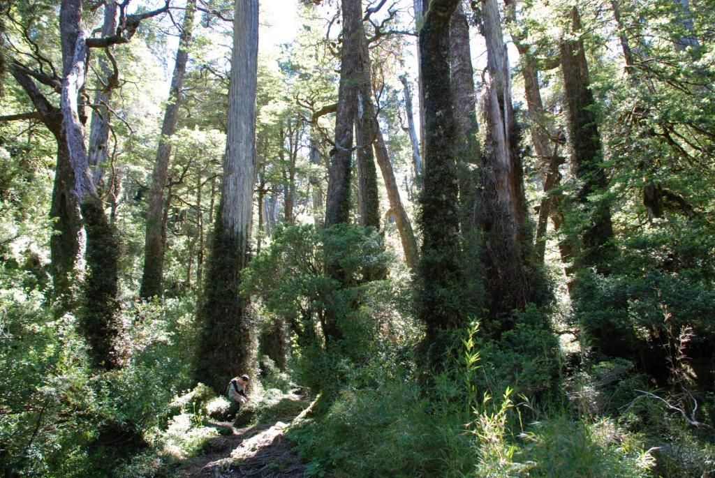 Une zone boisée avec de grands arbres et un sentier étroit.