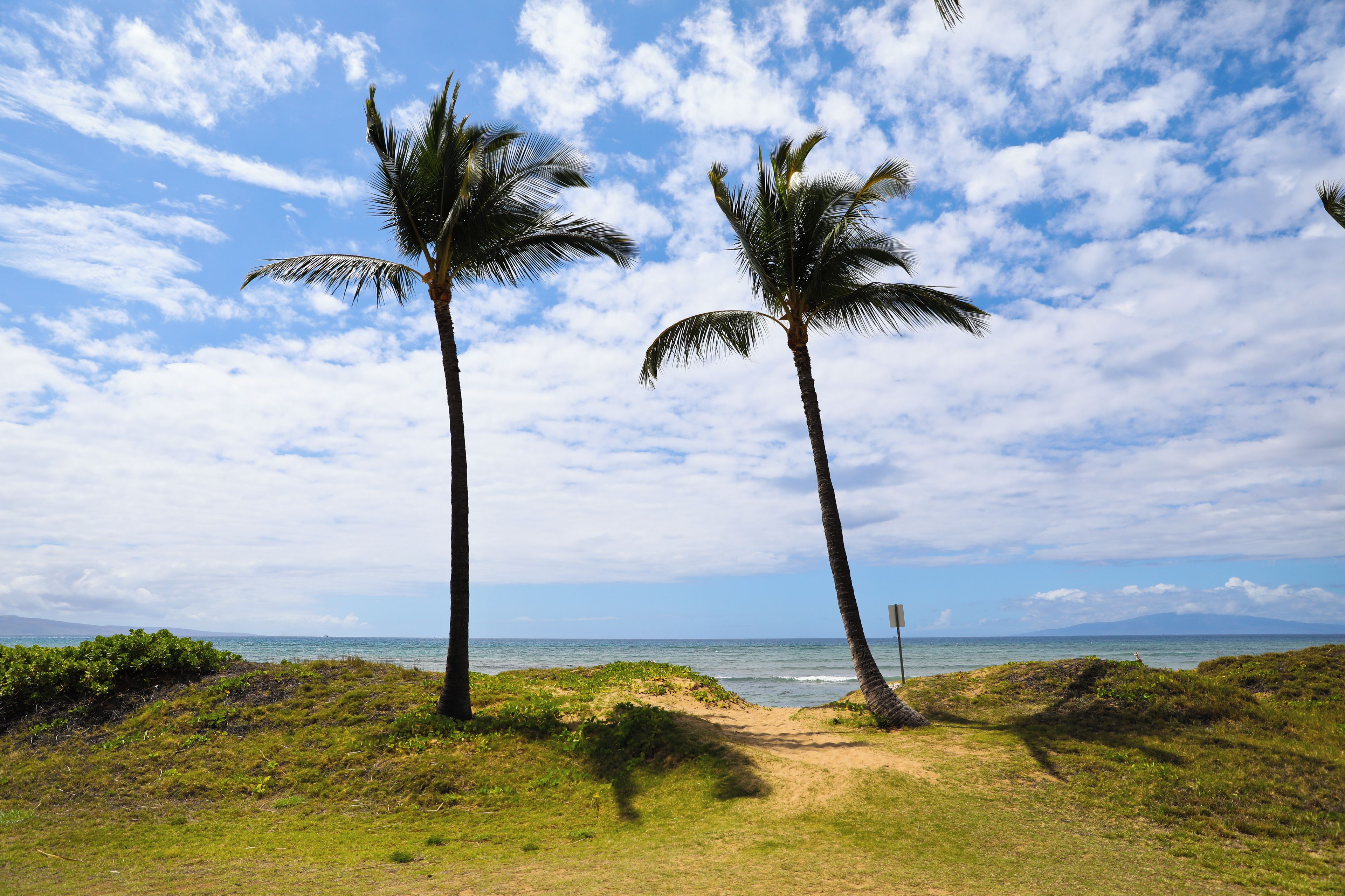 A coastal landscape with two palm trees, a clear sky, and a view of the ocean.
