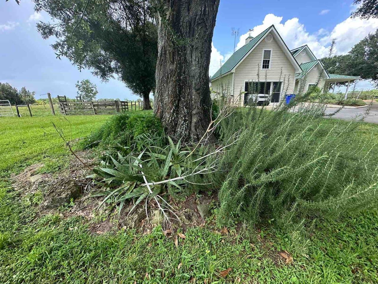 Une maison avec un toit végétalisé, un grand arbre devant et une cour couverte d’herbe.