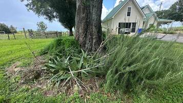 Une maison avec un toit végétalisé, un grand arbre devant et une cour couverte d’herbe.