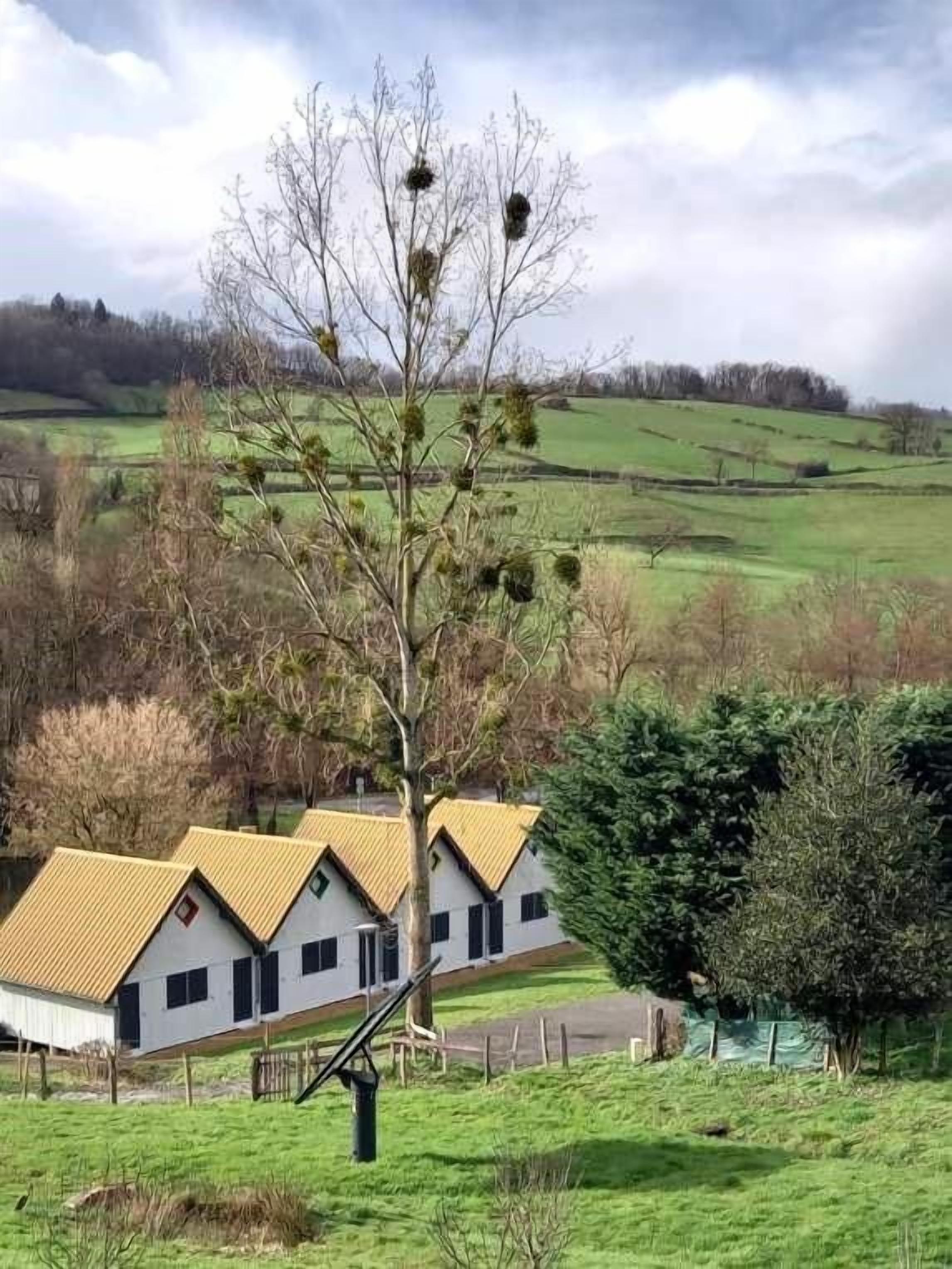 Una fila di edifici bianchi con tetti gialli, un albero con oggetti appesi e un paesaggio verde sullo sfondo.