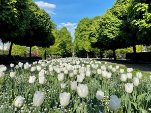 A park with a tulip field and trees. - Park Mirowski Signature Apartment (Warszawa)