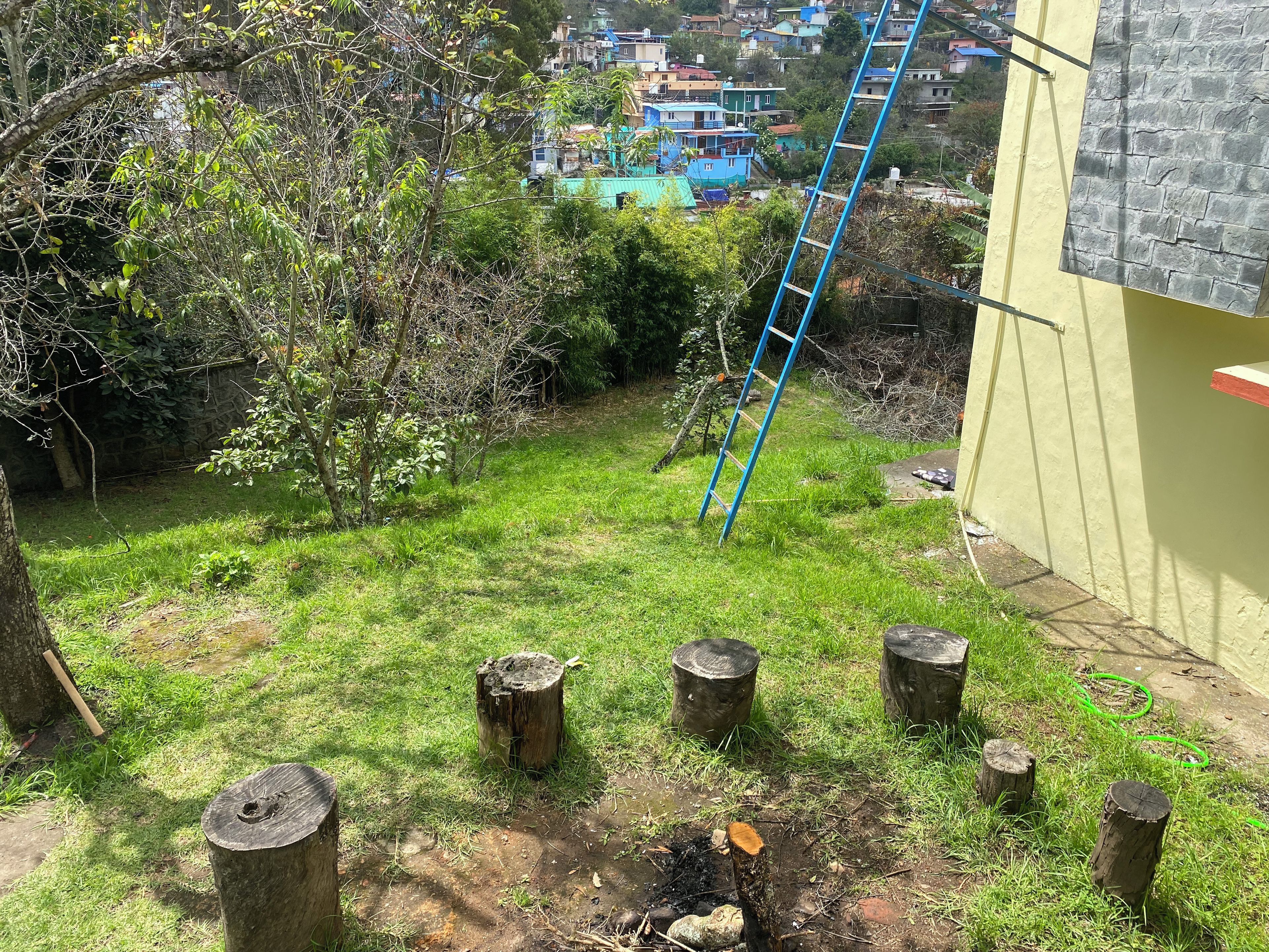 Un césped con una escalera azul apoyada contra una pared amarilla, rodeado de árboles y troncos de madera.
