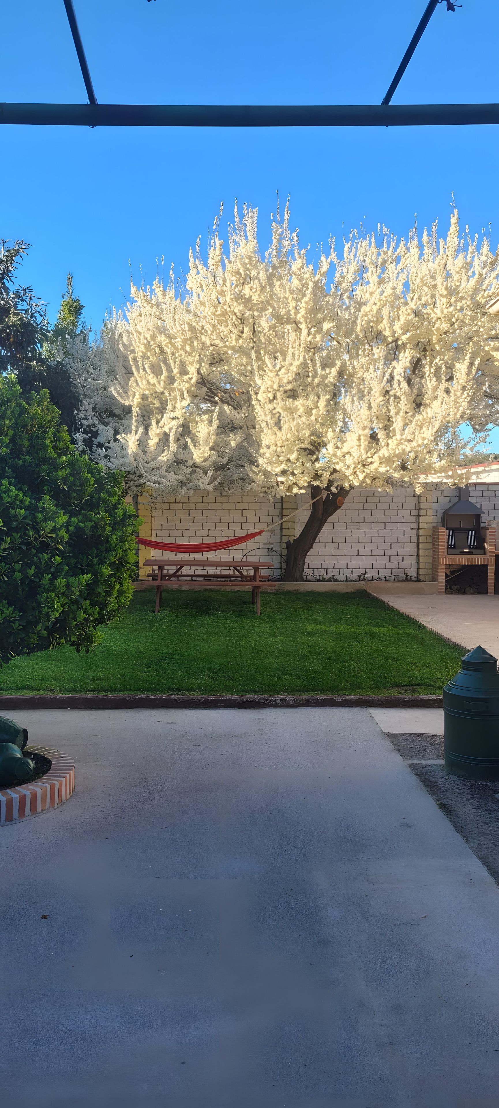 A patio area with a picnic table, a barbecue grill, and a tree with white blossoms.
