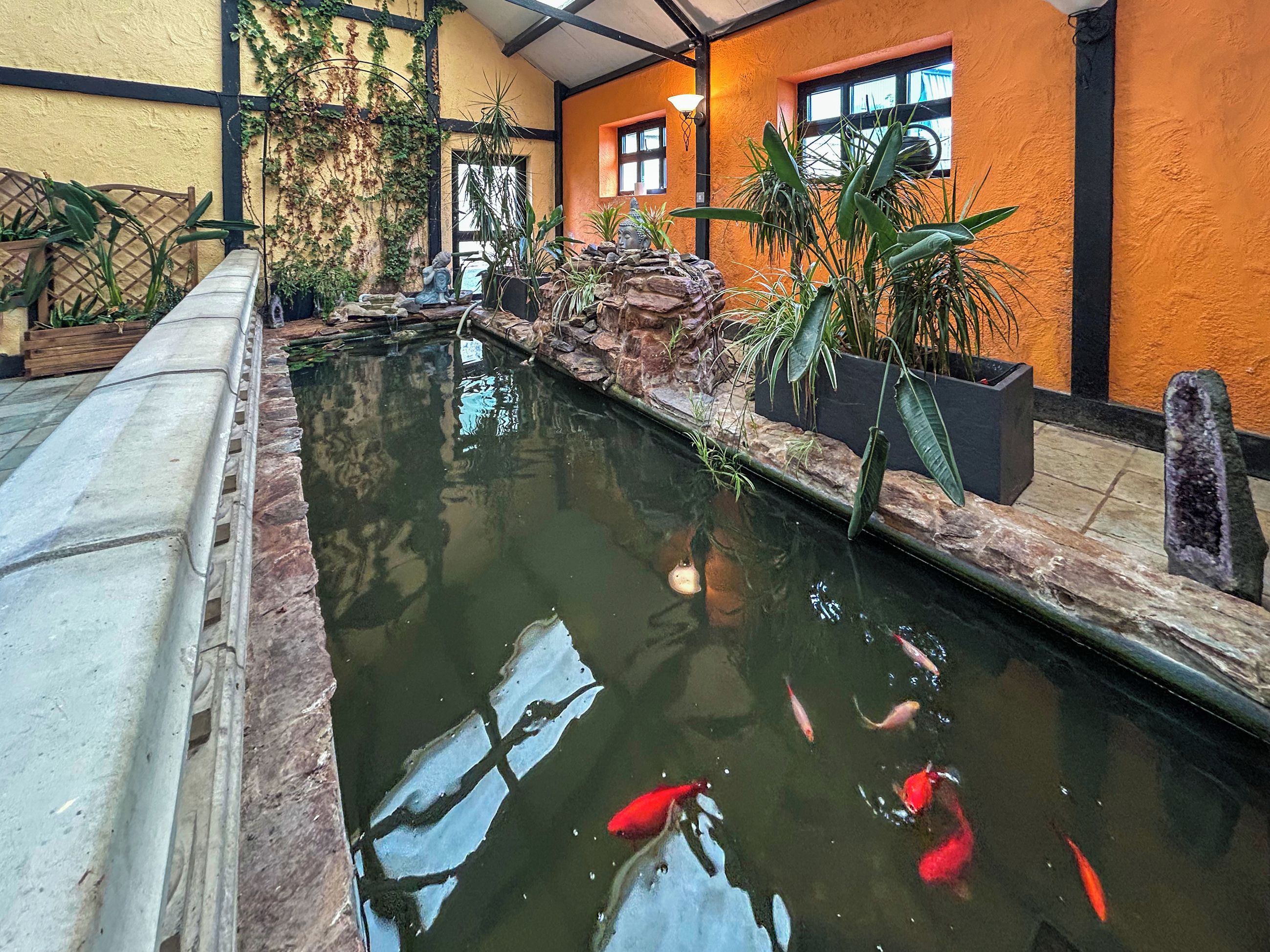 Un bassin à carpes koï, avec des poissons, entouré de plantes et d’un mur de pierres.
