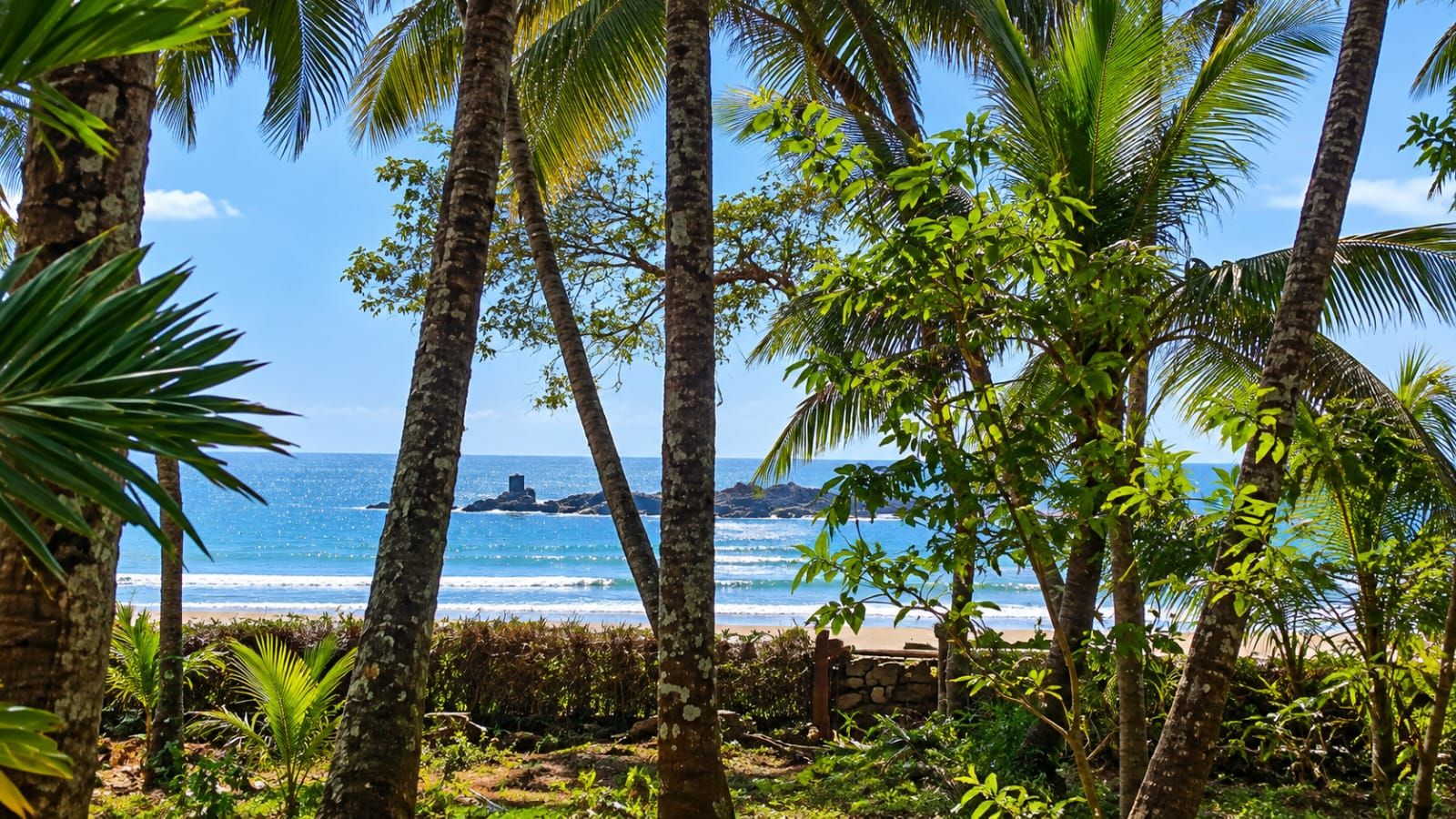 A tropical beach with palm trees and a clear view of the ocean.