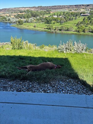 Een hond ligt op het gras vlakbij een waterpartij, met een glooiend landschap op de achtergrond.