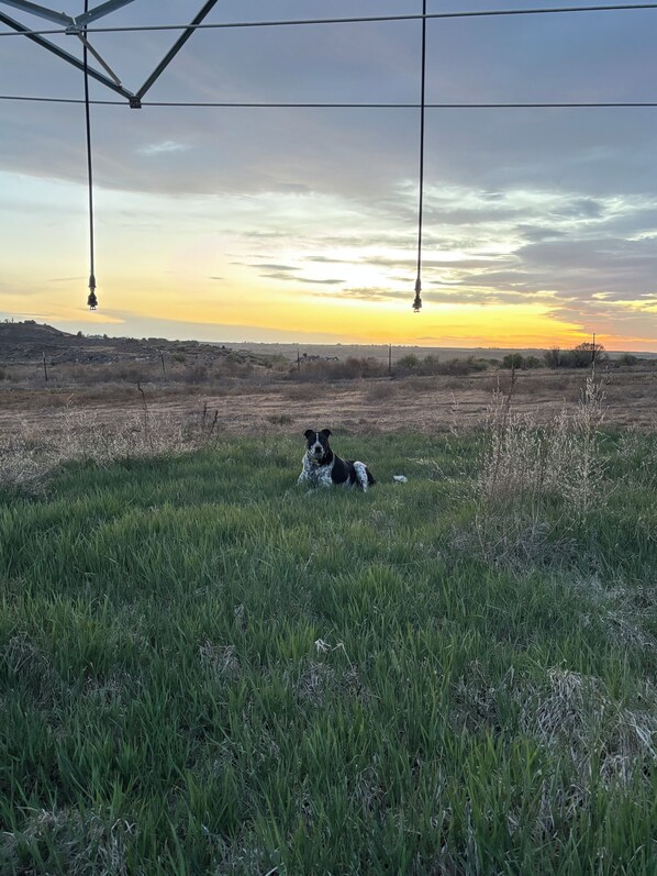 A dog lying in a grassy field with a sunset in the background.