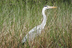 Un oiseau se tient dans l’herbe haute.
