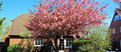 A residential property with a brick house, a large flowering tree, and a well-maintained lawn.