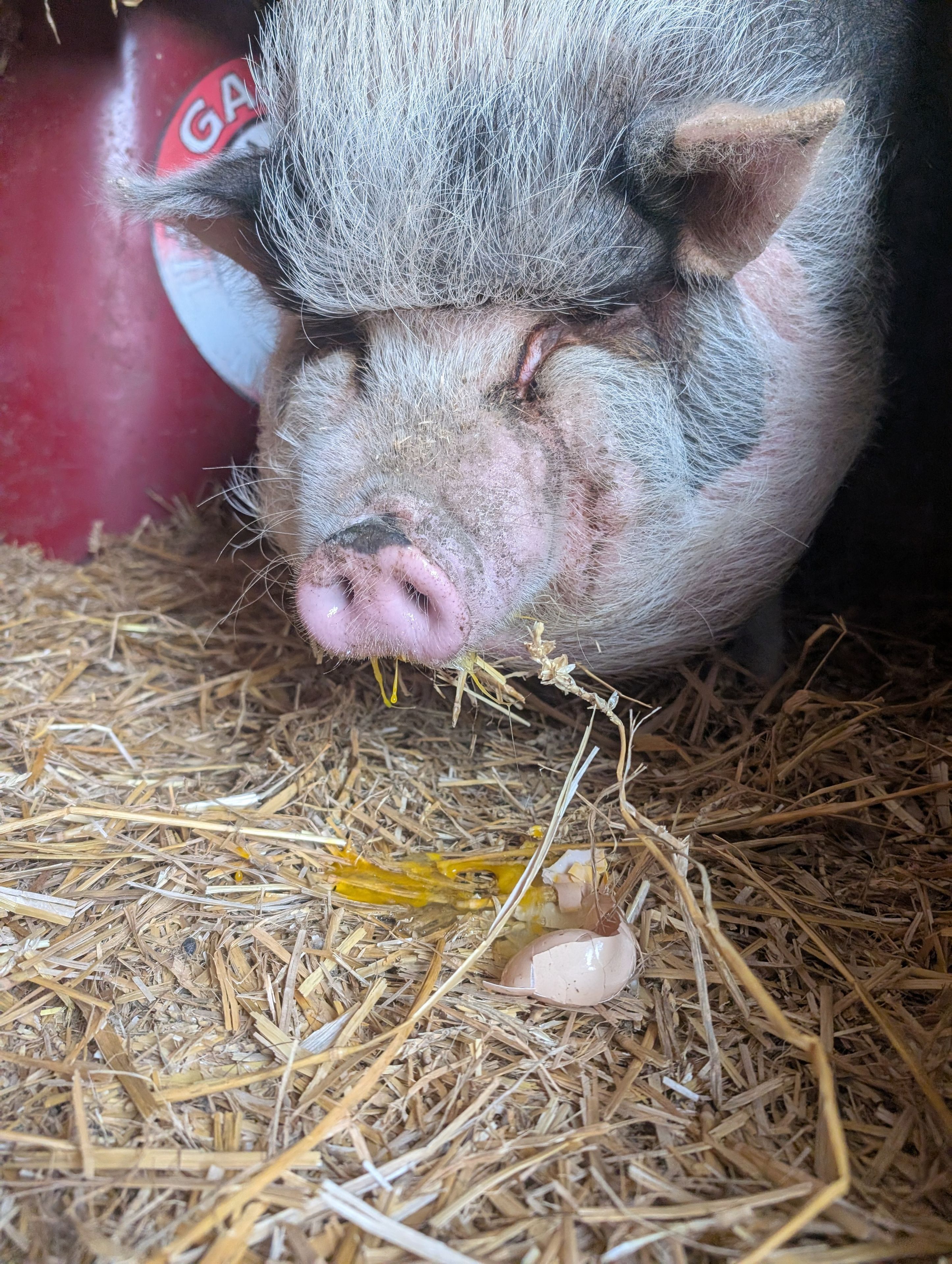 Ein Schwein mit einem Strohboden.