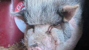 Ein Schwein mit einem Strohboden.