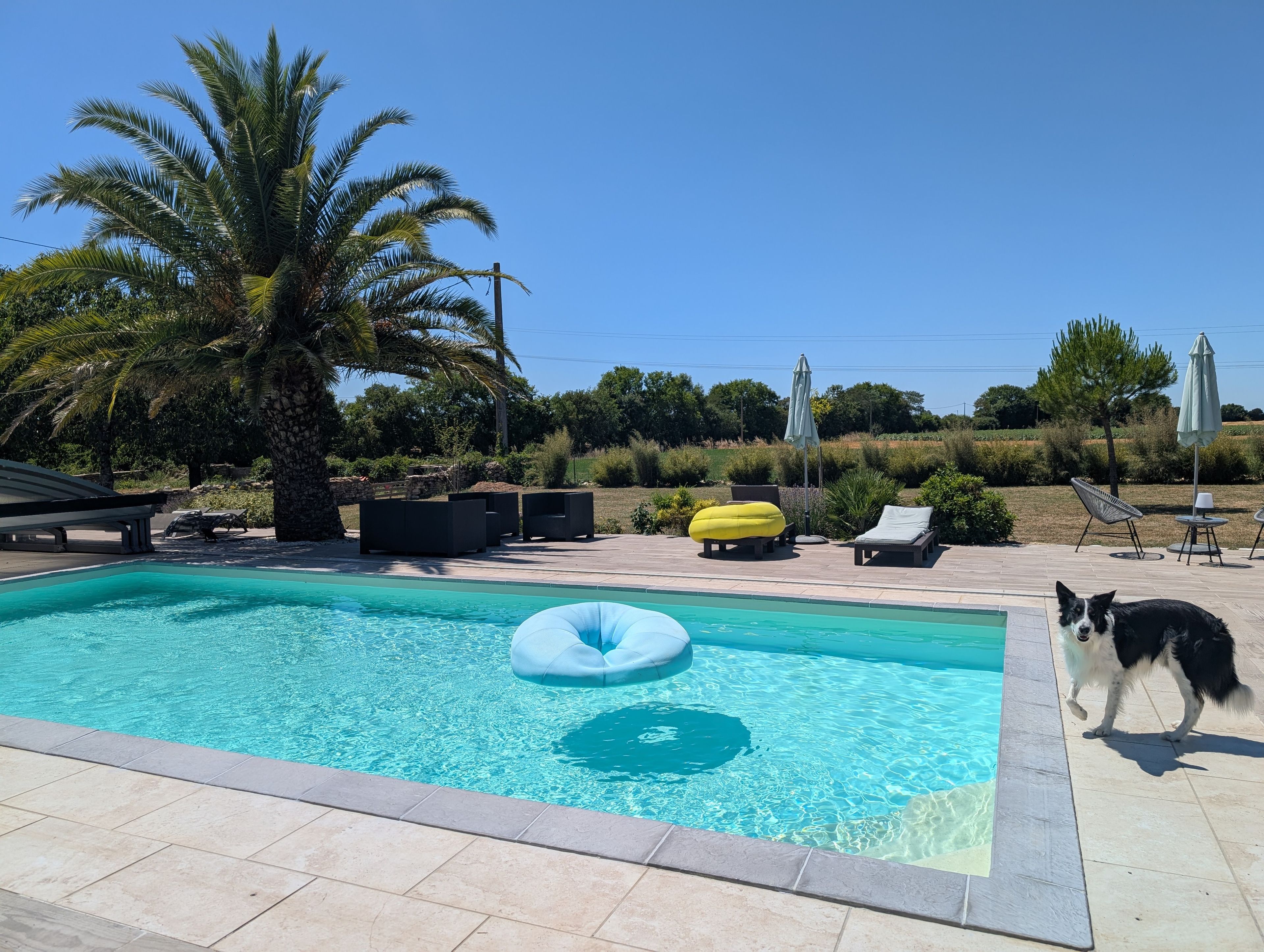 Una piscina con sillas de descanso y una palmera.