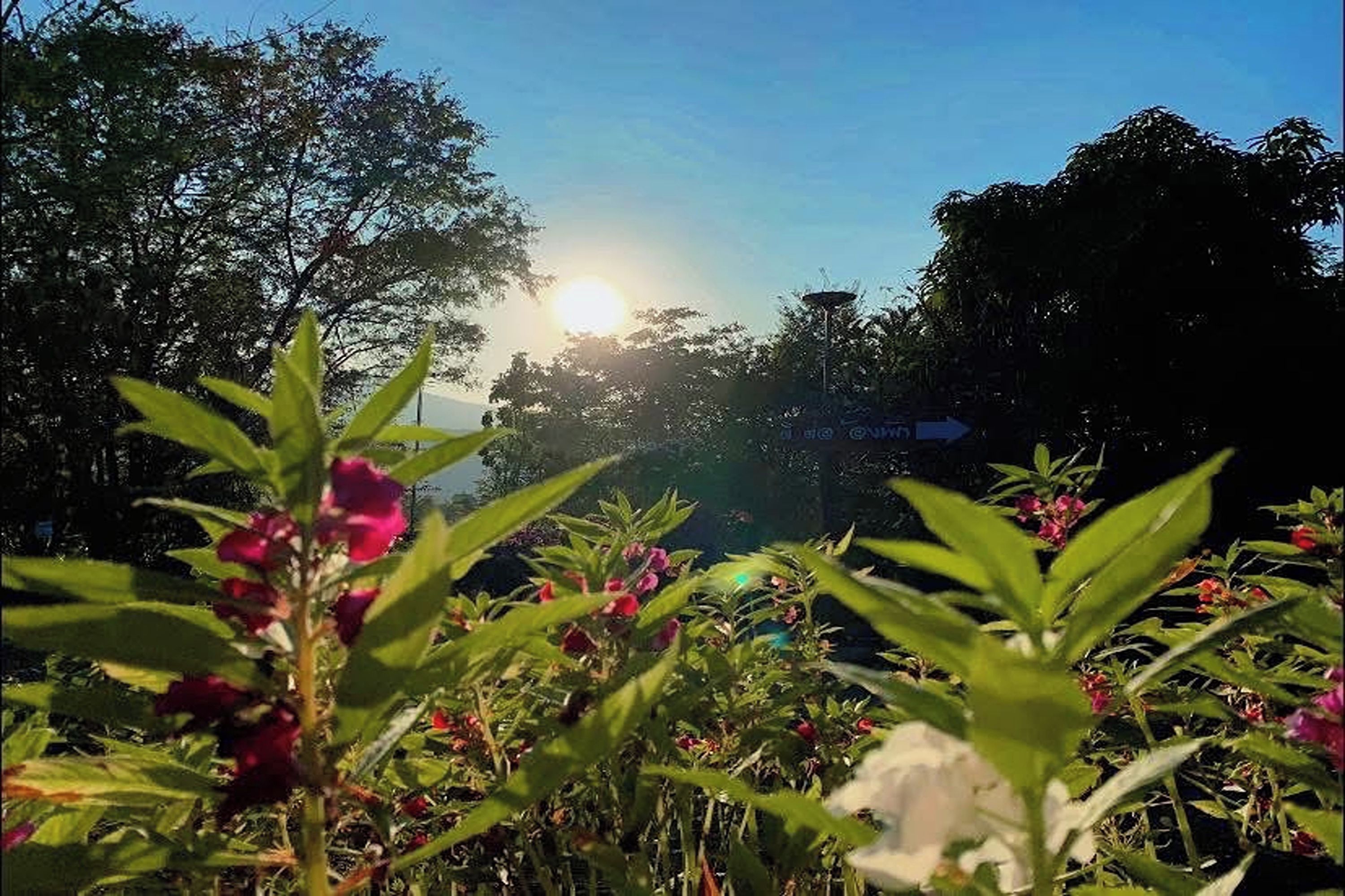 A garden with various plants and flowers, a clear sky, and the sun in the background.