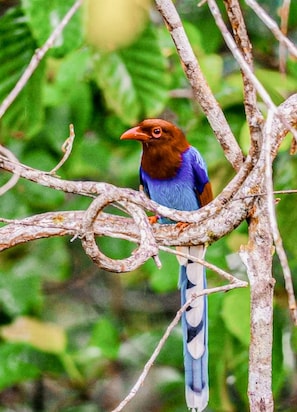 A bird perched on a branch.