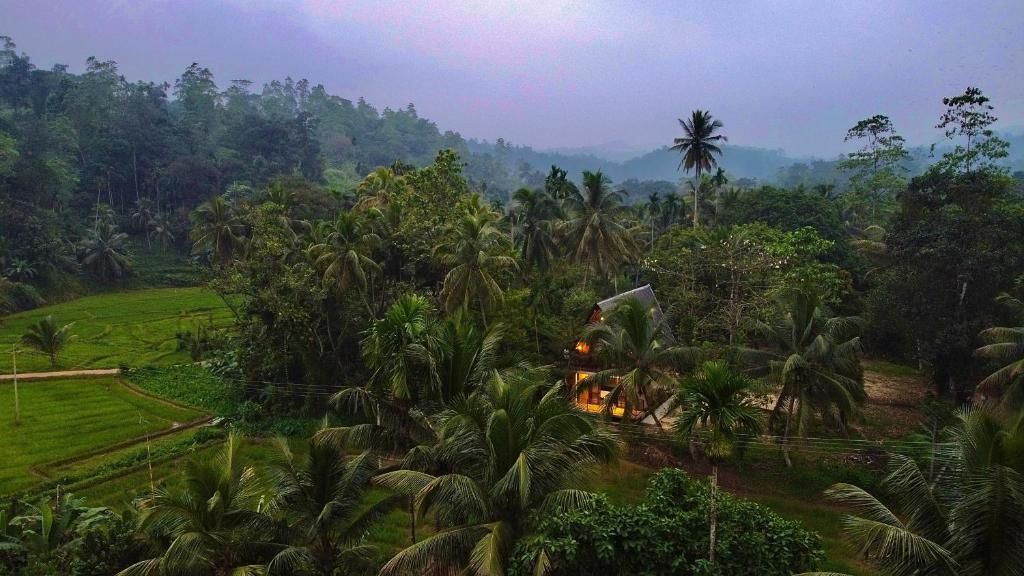 A lush landscape with a house surrounded by dense palm trees and greenery.