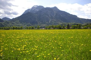 Un campo di fiori gialli con una montagna sullo sfondo.
