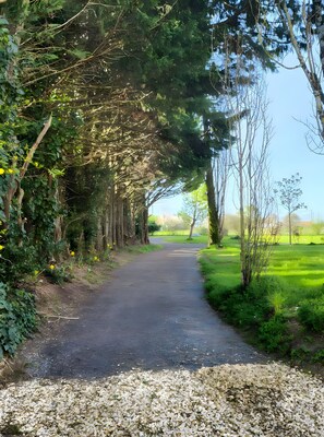 A pathway flanked by trees and greenery, leading to a grassy area.