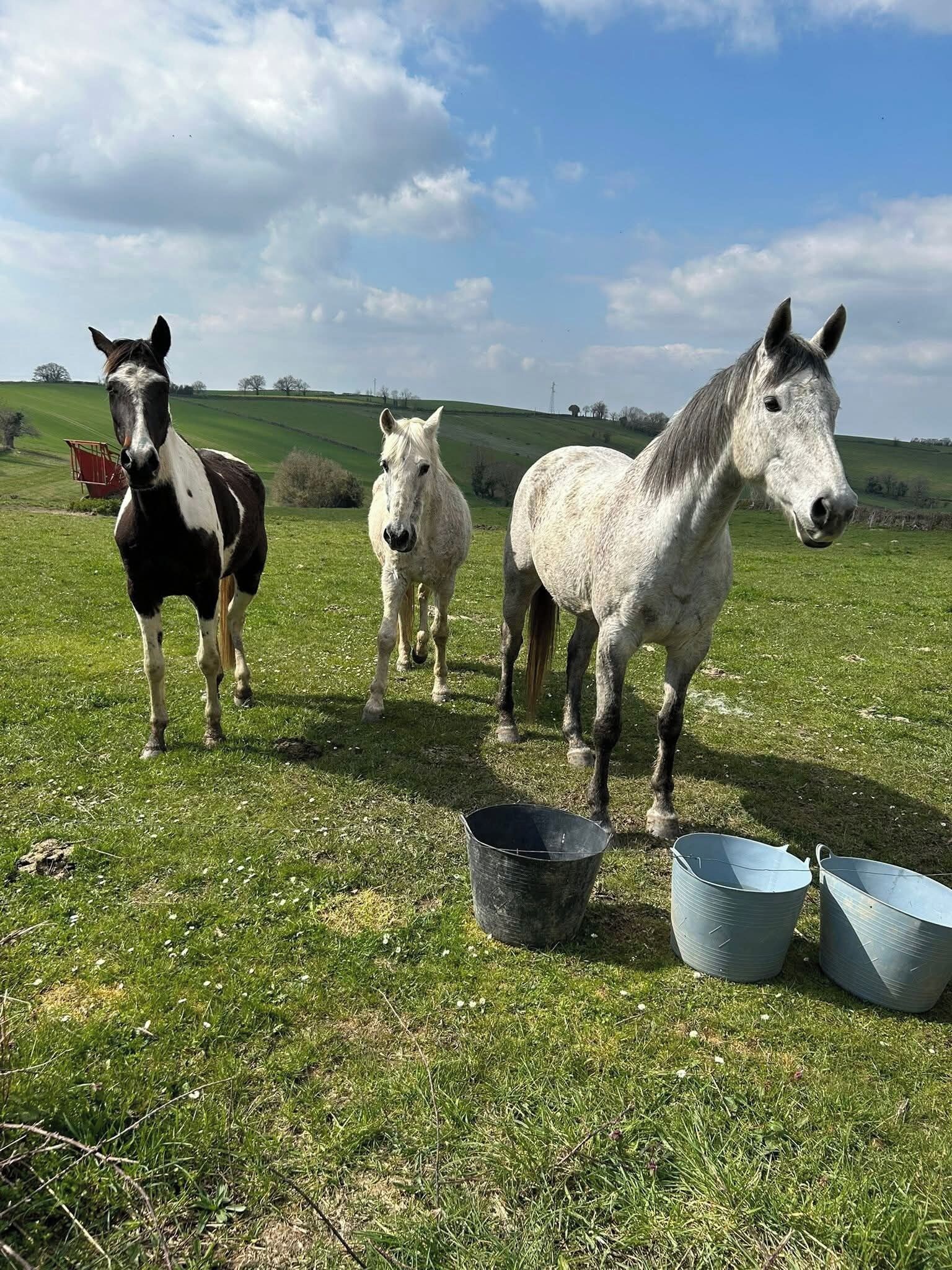 Tres caballos de pie en un campo cubierto de hierba, con cubos metálicos cerca.