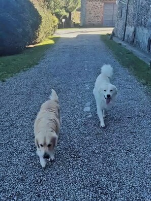 Two dogs walking on a gravel path. - DIMORA ORTENSIA—A GLEAM INTO NATURE AND TUSCAN RELAXATION (Lucolena In Chianti)