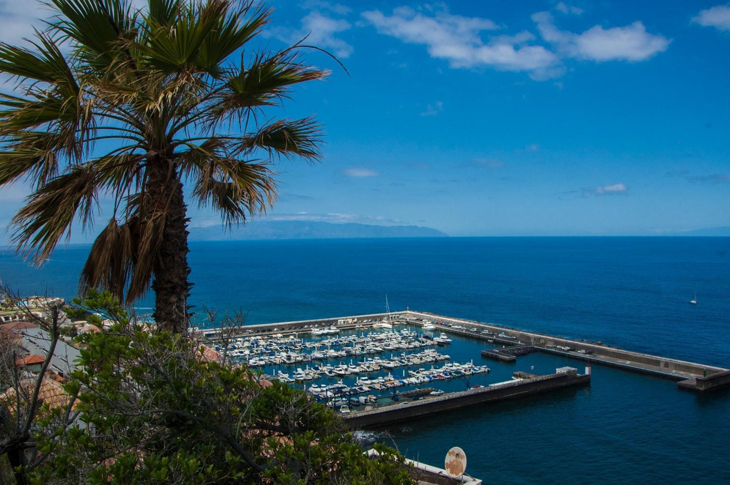A marina with boats docked, a pier extending into the water, and a palm tree in the foreground.