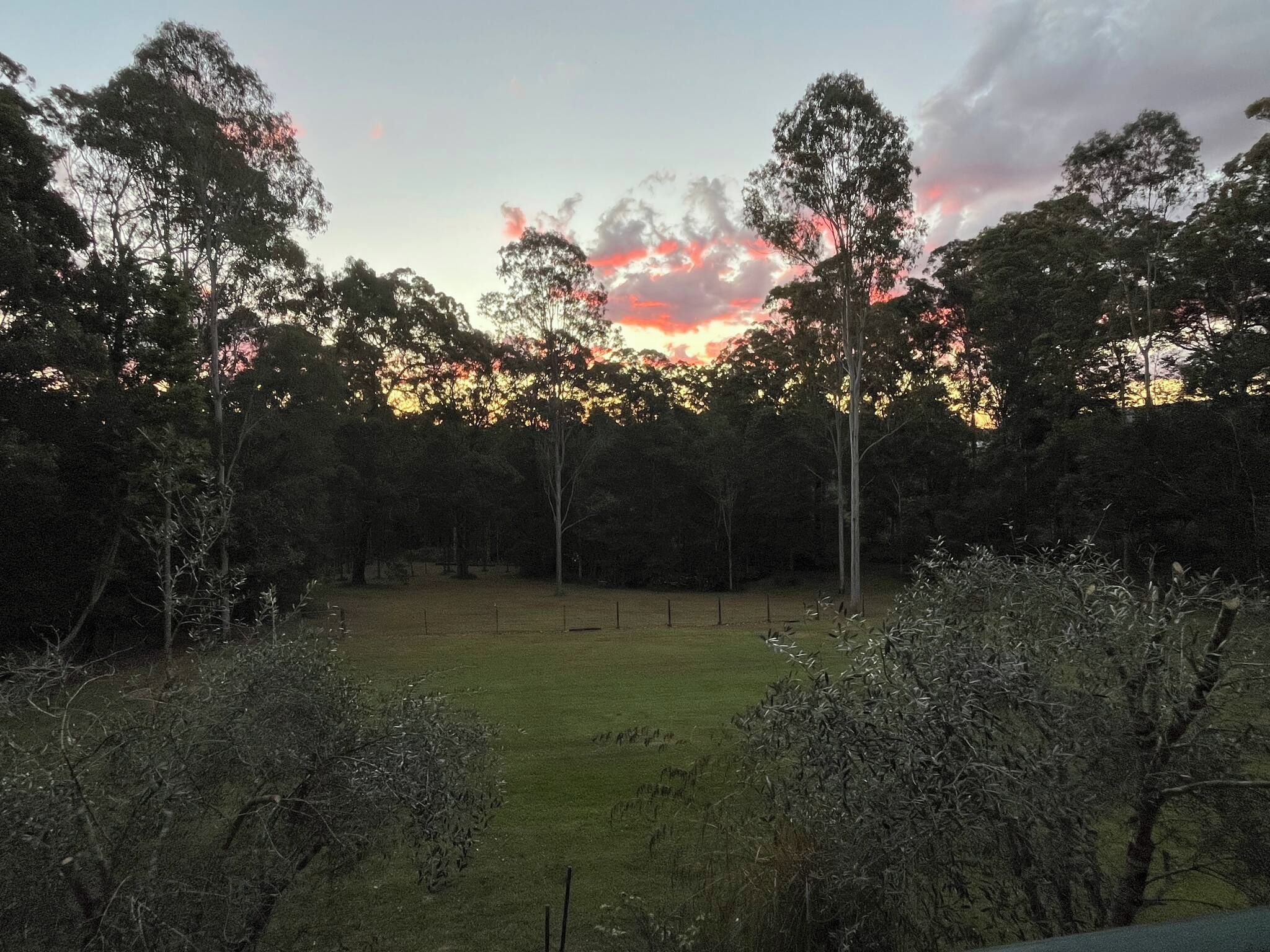A grassy field with trees and a fence.