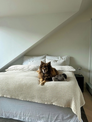 A dog lying on a bed with a textured blanket, a pillow, and a nightstand with a lamp. - Architect-designed flat on St. Hanshaugen (Oslo)
