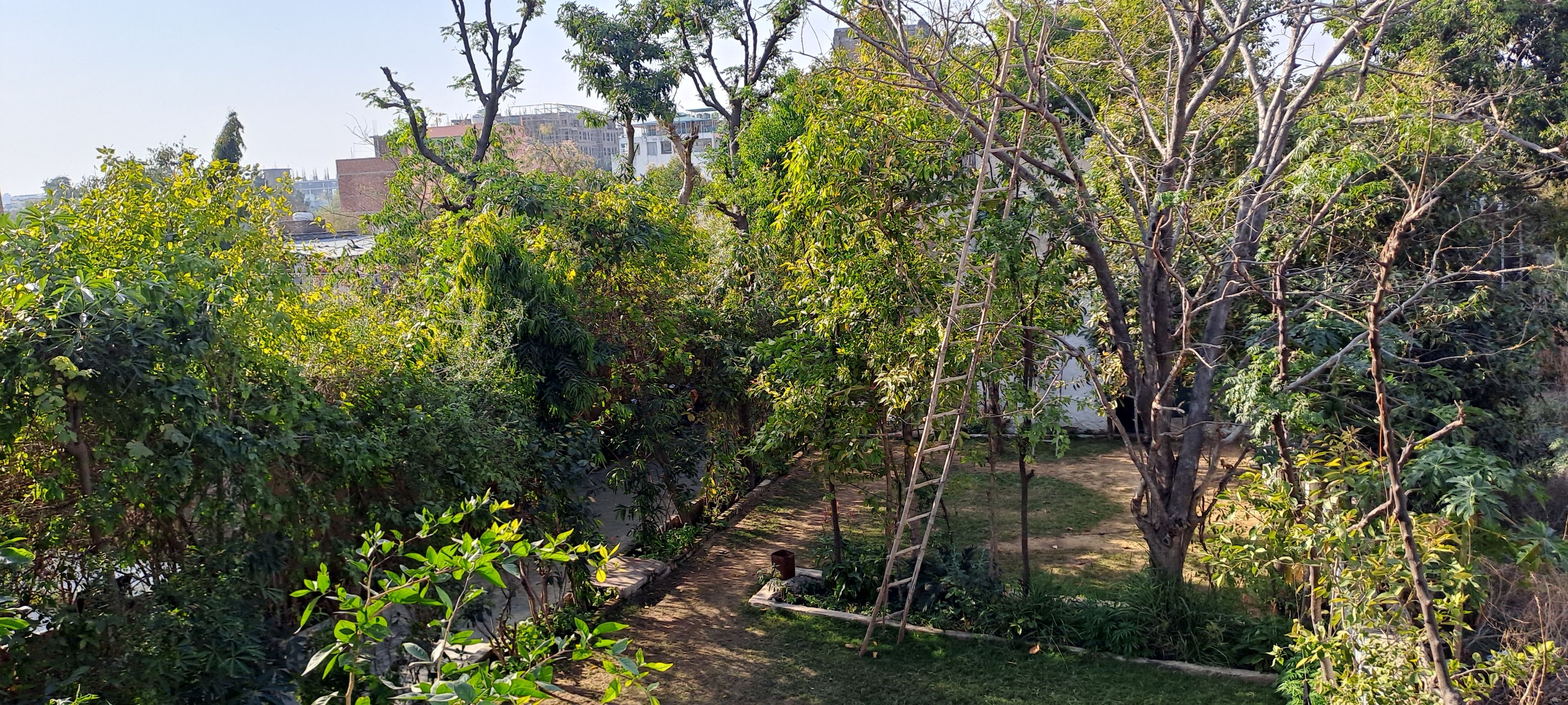 Un jardin avec différents arbres et un sentier de terre.