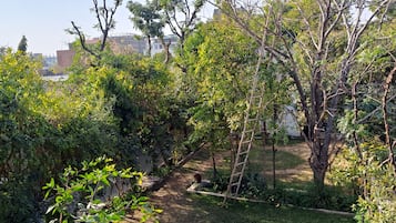 Un jardin avec différents arbres et un sentier de terre.