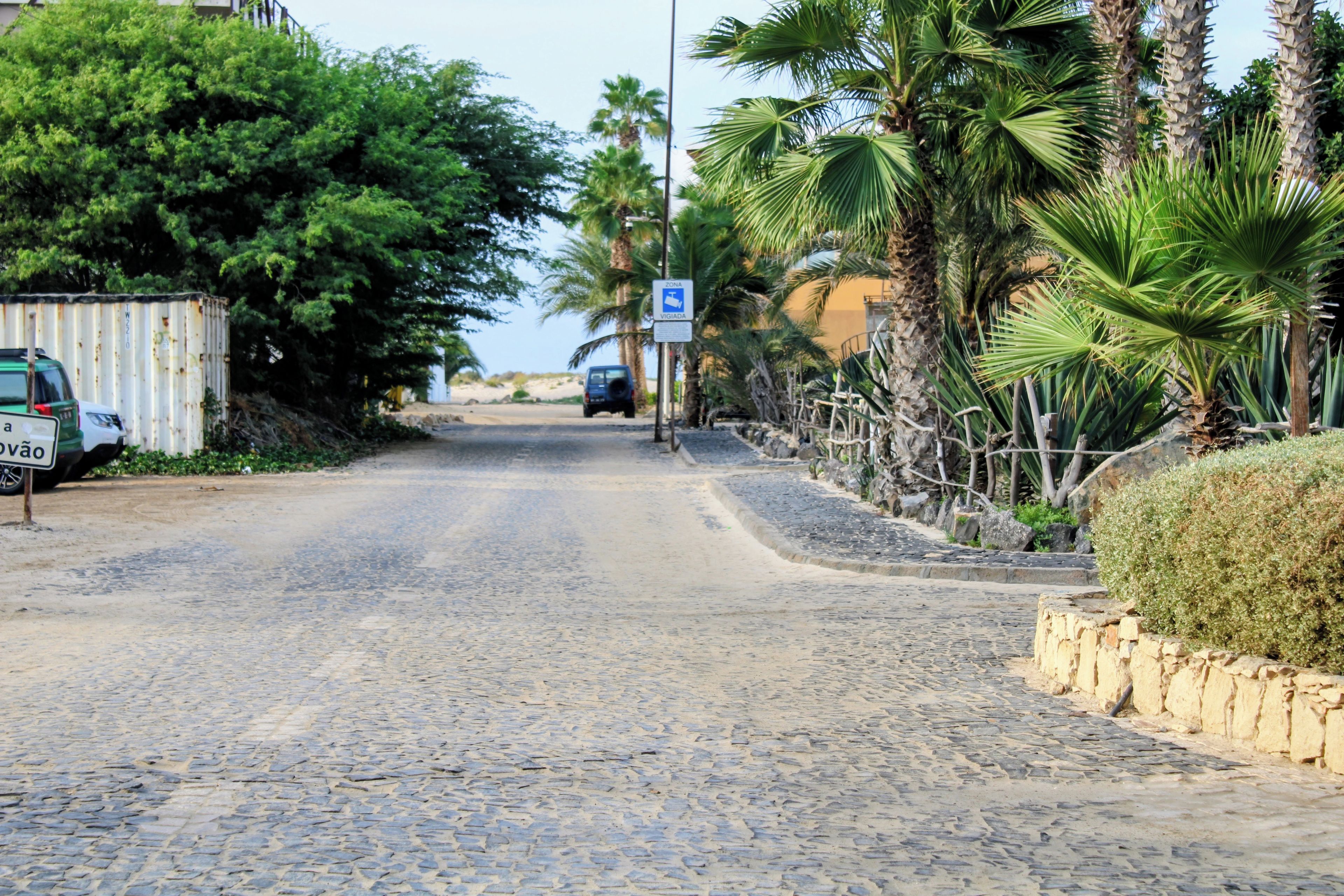 A cobblestone street lined with palm trees and a parked car.