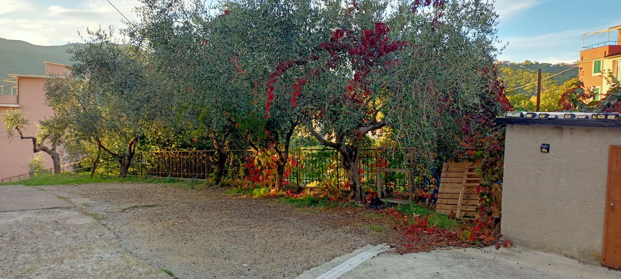 A residential area with a paved driveway, a metal fence, and a variety of trees with green and red leaves.